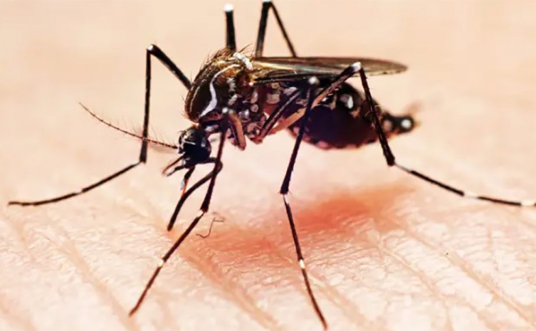 Saúde alerta para alto índice de infestação predial por Aedes aegypti no Tocantins