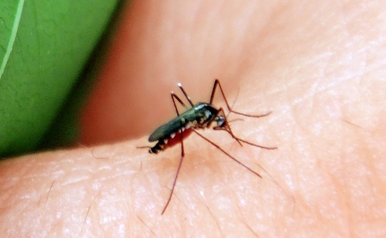 Médicos e enfermeiros irão receber capacitação sobre manejo de pacientes com dengue, zika e chikungunya