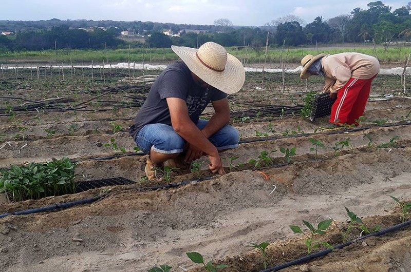 Socorro a agricultores familiares será analisado no Senado
