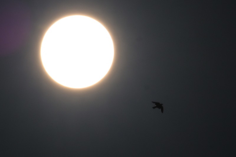 Veja fotos do único eclipse&nbsp;solar anel de fogo do 2021