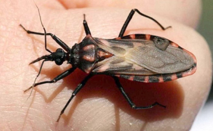 No Dia Mundial da Doença de Chagas, Saúde alerta para adoção de medidas de controle e prevenção