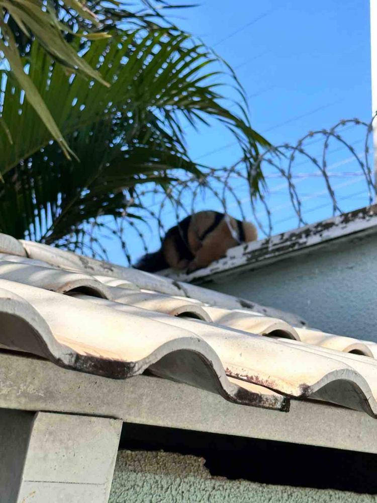 Tamanduá-mirim adulto é resgatado dormindo dentro de cerca elétrica de residência de Palmas