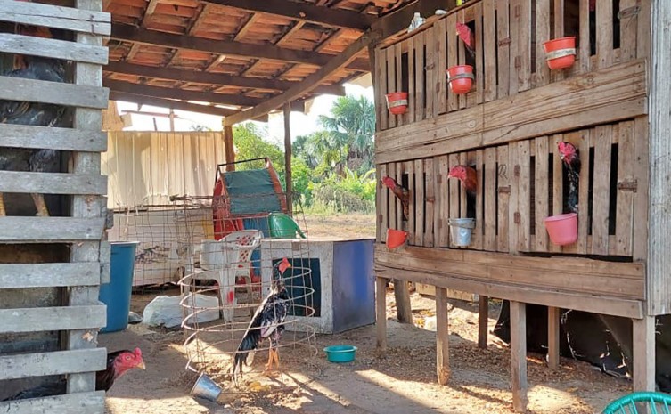 Polícia Civil desarticula local que era utilizado como rinha de brigas de galo no norte do Tocantins
