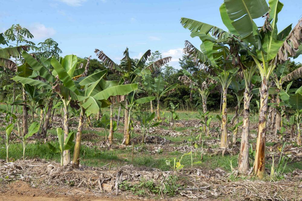 Fazendinha do Calor Humano traz soluções para áreas degradadas e reflorestamento com sistemas agroflorestais