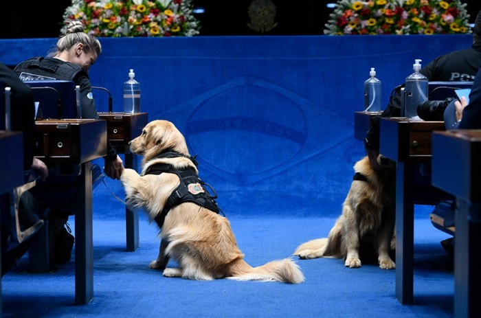 Proteção a animais a serviço das forças de segurança está na pauta da CSP