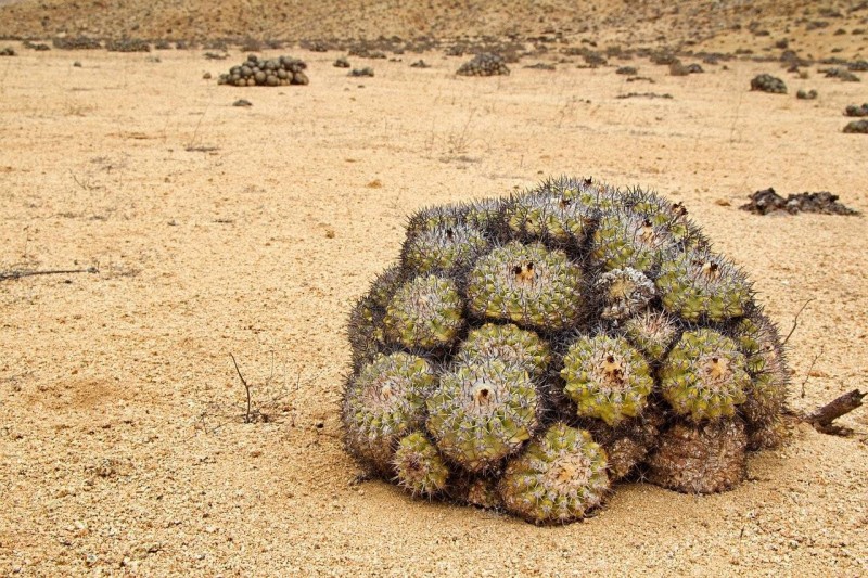 Contrabando milionário de cactos ameaça espécies raras do Atacama