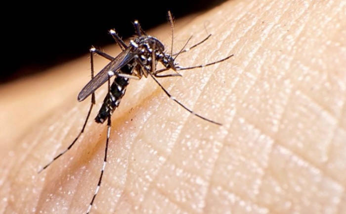 No Dia Nacional de Combate à Dengue, SES-TO chama atenção para a prevenção