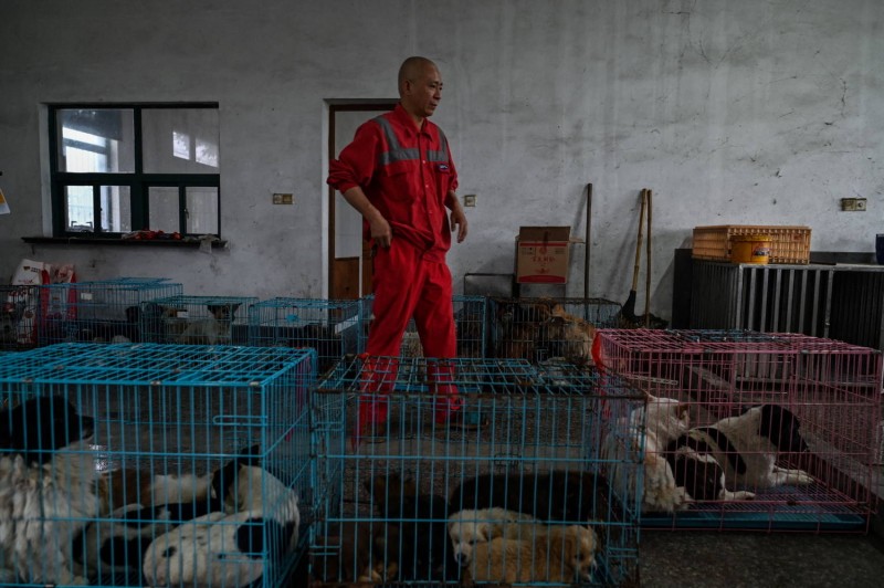 Monge chinês resgata quase 8 mil cachorros da rua