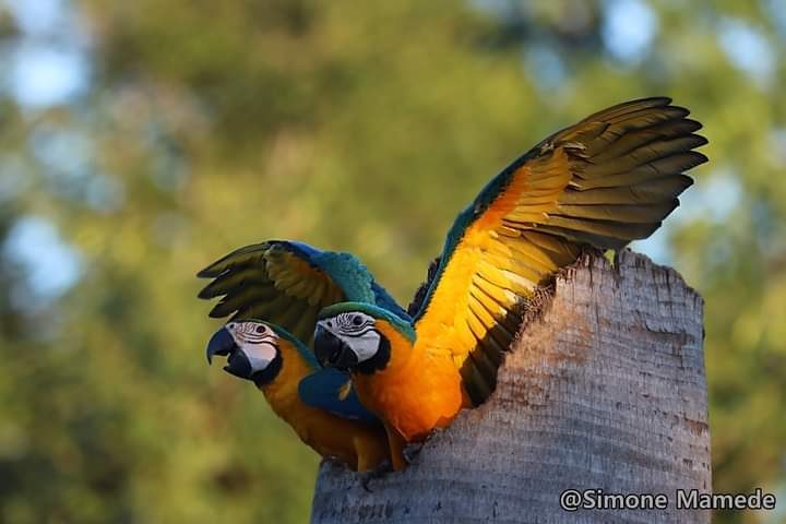 Concurso de curtas-metragens “Cine Aves MS – Edição 2021” abre inscrições