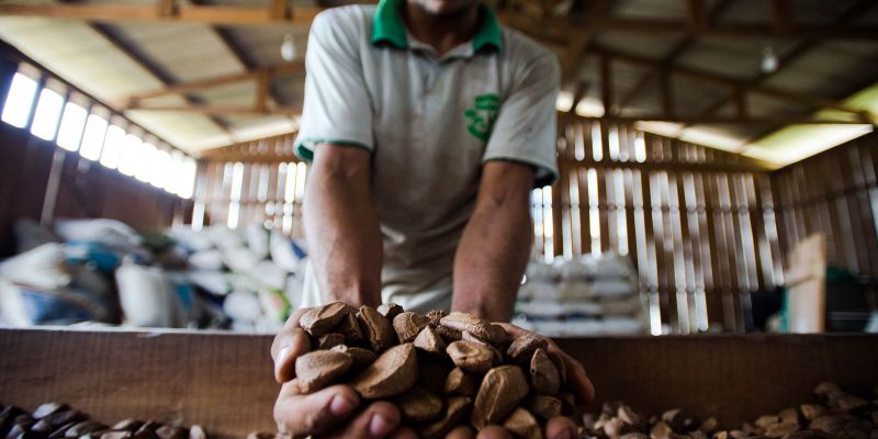 Fiocruz e Mapa mapeiam produção de plantas medicinais no Brasil