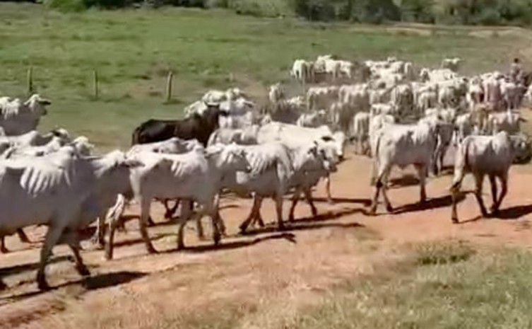 Polícia Civil do Tocantins recupera no Maranhão cerca de 150 cabeças de gado, furtados de fazenda em Axixá no interior do Estado