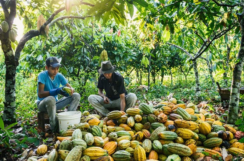 Senado pode votar auxílio para agricultura familiar e mudanças na Lei Pelé