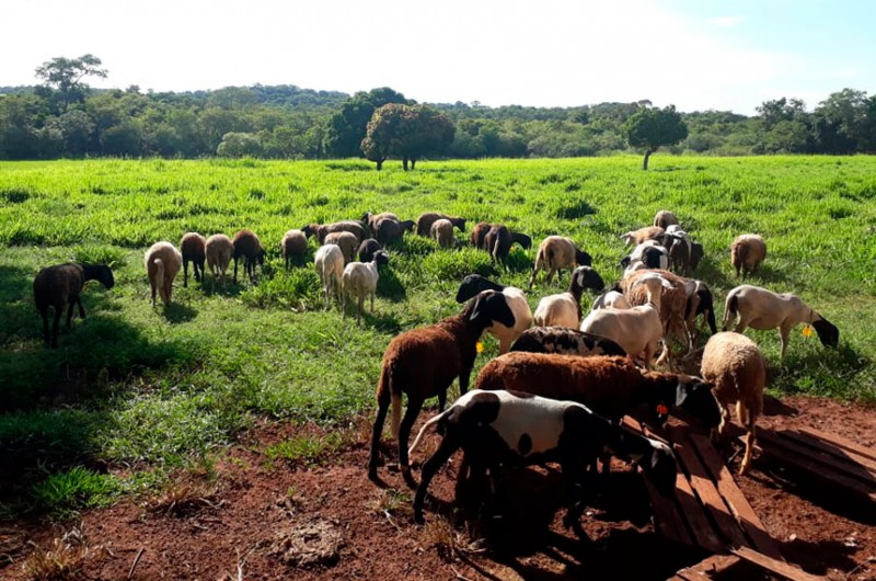 Sessão especial na segunda-feira celebrará êxito no combate à febre aftosa