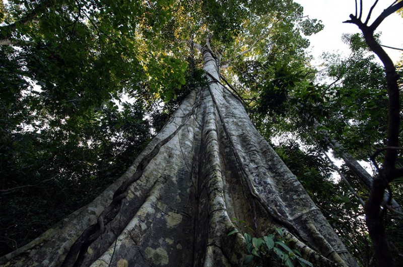 Fundo Amazônia e controle de espécies exóticas estão na pauta da CMA na quarta