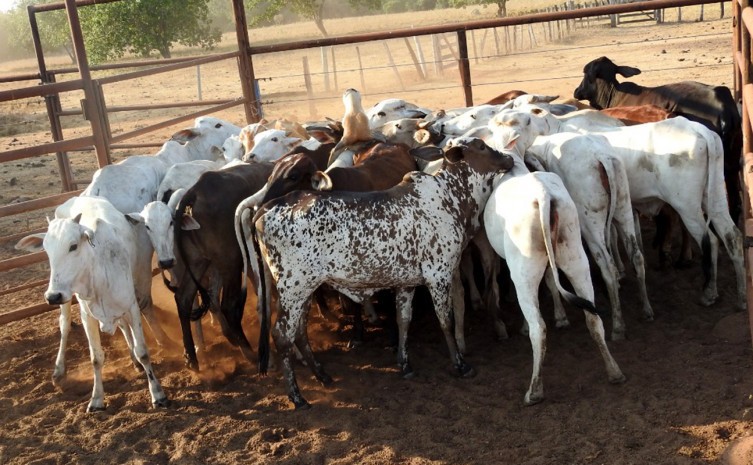 Polícia Civil recupera cabeças de gado que haviam sido furtadas de fazenda no sul do Estado