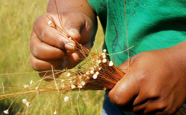 Festa da Colheita do Capim Dourado conta com apoio do Governo do Tocantins 