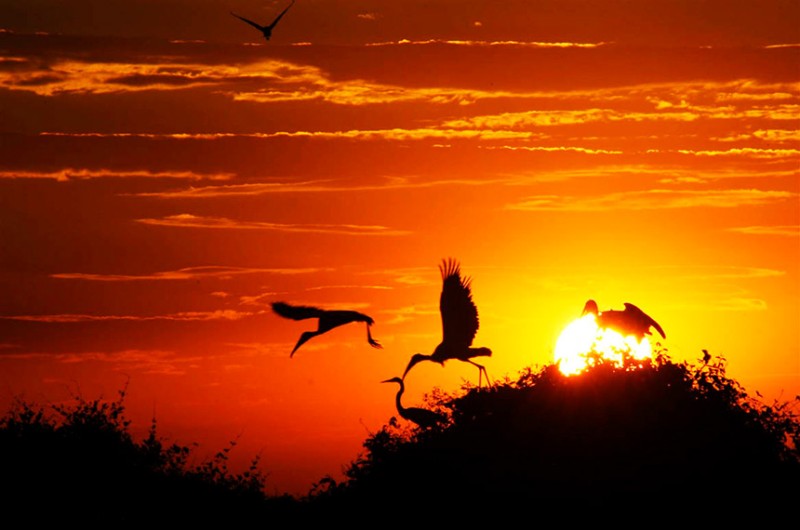 Aprovado ciclo de debates para projeto que cria Estatuto do Pantanal