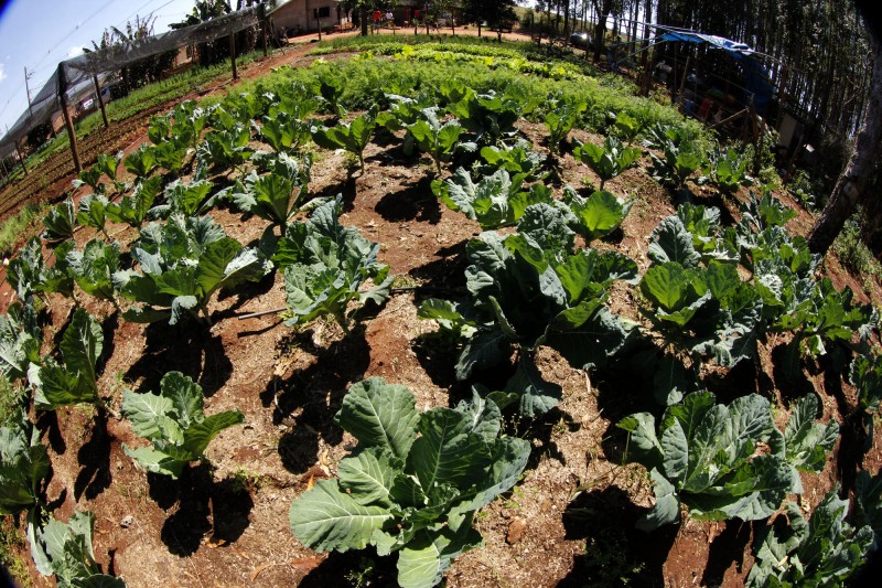 Fundação de Cultura promove Roda de Conversa sobre Inovação Agrícola em áreas indígenas